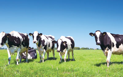 Portable electric fence enclosure for cattle farm