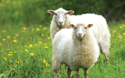 Temporary electric fencing for sheep farm strip grazing