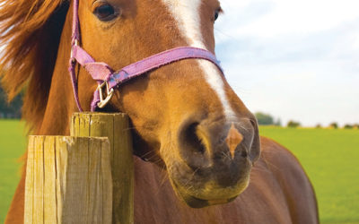 Solar powered electric fence secures family horse paddock