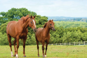 equine fencing